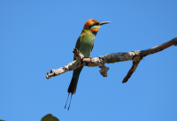 bee-eater2