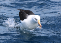 black-browed-campbells-albatross