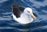 black-browed-campbells-albatross2
