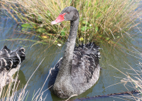 black-swan2