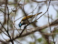 blue-faced-honeyeater