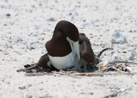 brown-booby