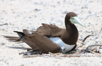 brown-booby3