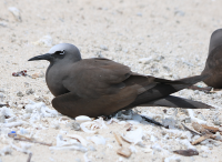 brown-noddy