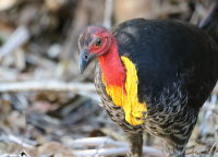 brushturkey