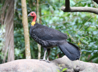 brushturkey_0