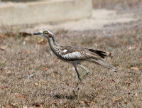 bush-stone-curlew