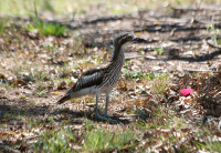 bush-stone-curlew2