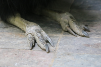 cassowary-feet