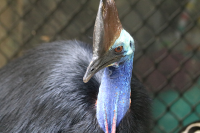 cassowary