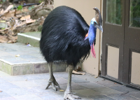 cassowary2