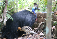 cassowary2_0