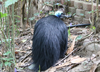 cassowary3