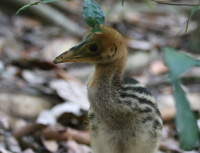 cassowary3_0