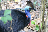 cassowary4