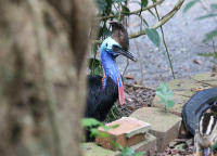 cassowary_0