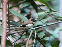 chestnut-breasted-mannikin