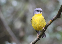 eastern-yellow-robin