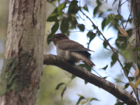 fan-tailed-cuckoo