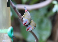 firetail