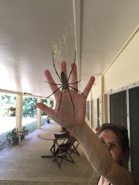 golden-orb-weaver