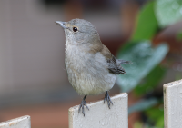 grey-shrikethrush