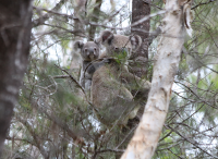 koala