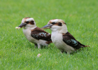 kookaburra