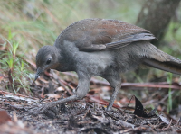 lyrebird2