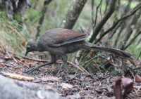 lyrebird3