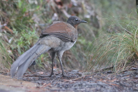 lyrebird_0