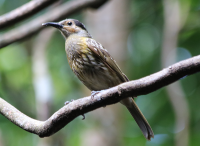 macleays-honeyeater