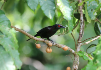 metallic-starling