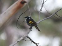 new-holland-honeyeater