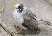 noisy-miner