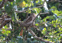 papuan-frogmouth