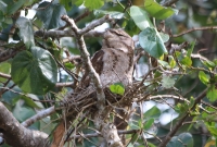 papuan-frogmouth2