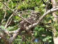 papuan-frogmouth3