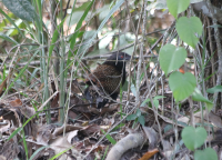 pheasant-coucal