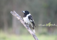 pied-butcherbird