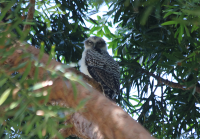 powerful-owl