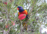 rainbow-lorikeet