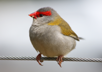 red-browed-firetail