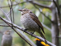 regent-bowerbird-juv-male2