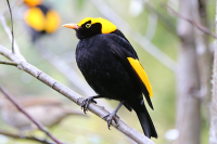 regent-bowerbird-male