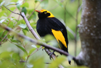 regent-bowerbird-male2