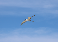 sooty-tern