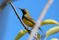 sunbird