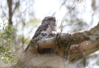 tawny-frogmouth