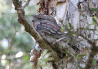 tawny-frogmouth_0